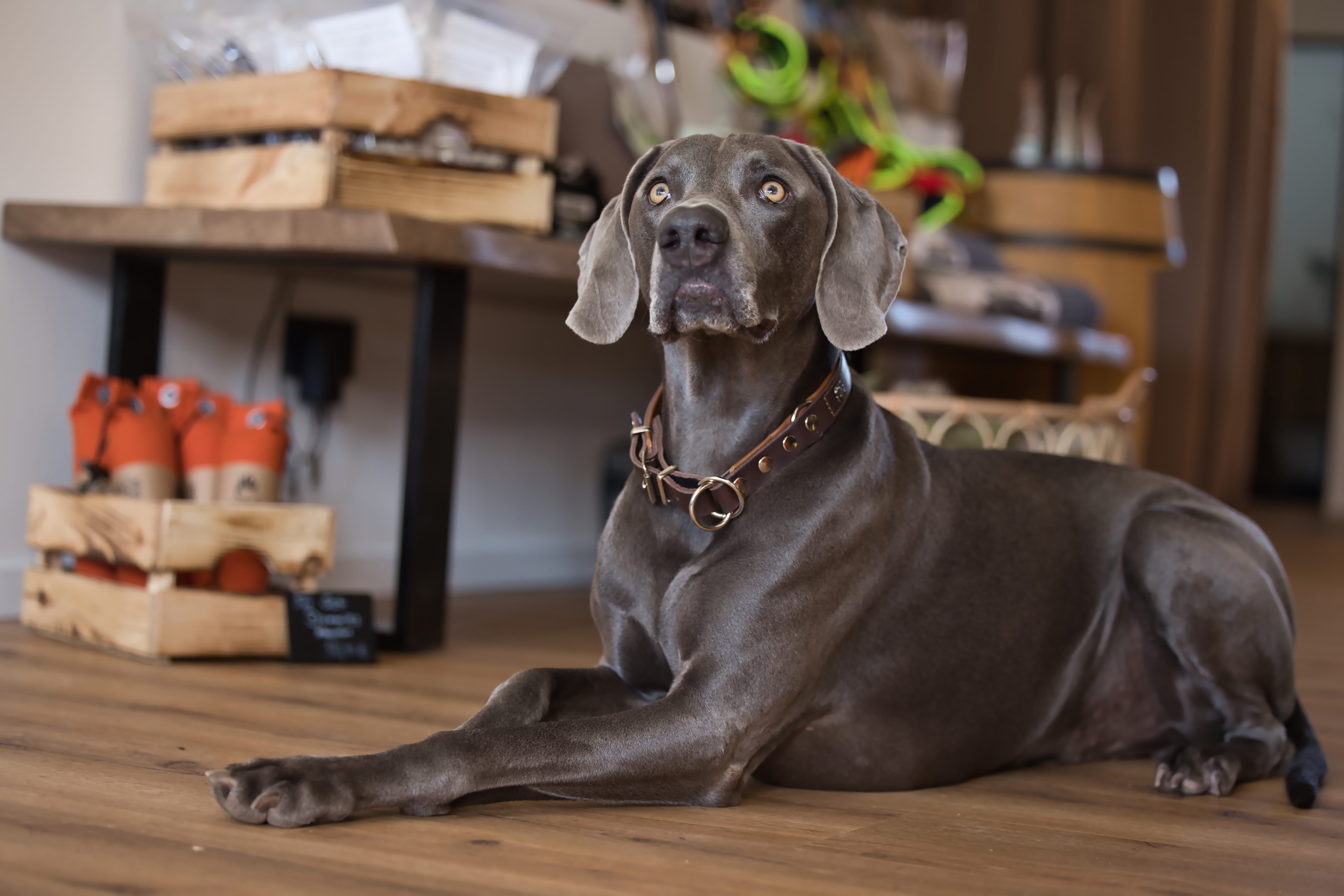 Der Hund ist kein Magen auf 4 Beinen
